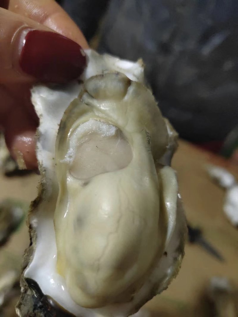 牡蛎人工养殖鲜活3~4只/kg
