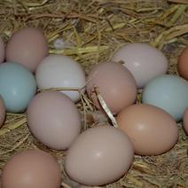 【有好货】散养土鸡蛋30枚全网一件代发，品质好线上线下俏