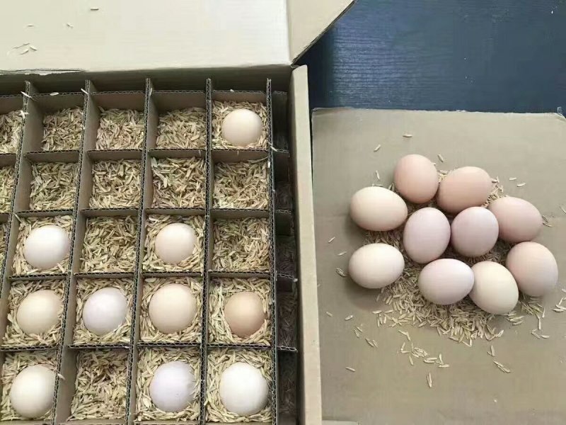 【有好货】散养土鸡蛋30枚全网一件代发，品质好线上线下俏