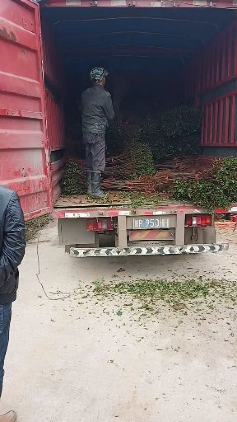 蜂糖李子苗，大型苗木基地，薄利多销