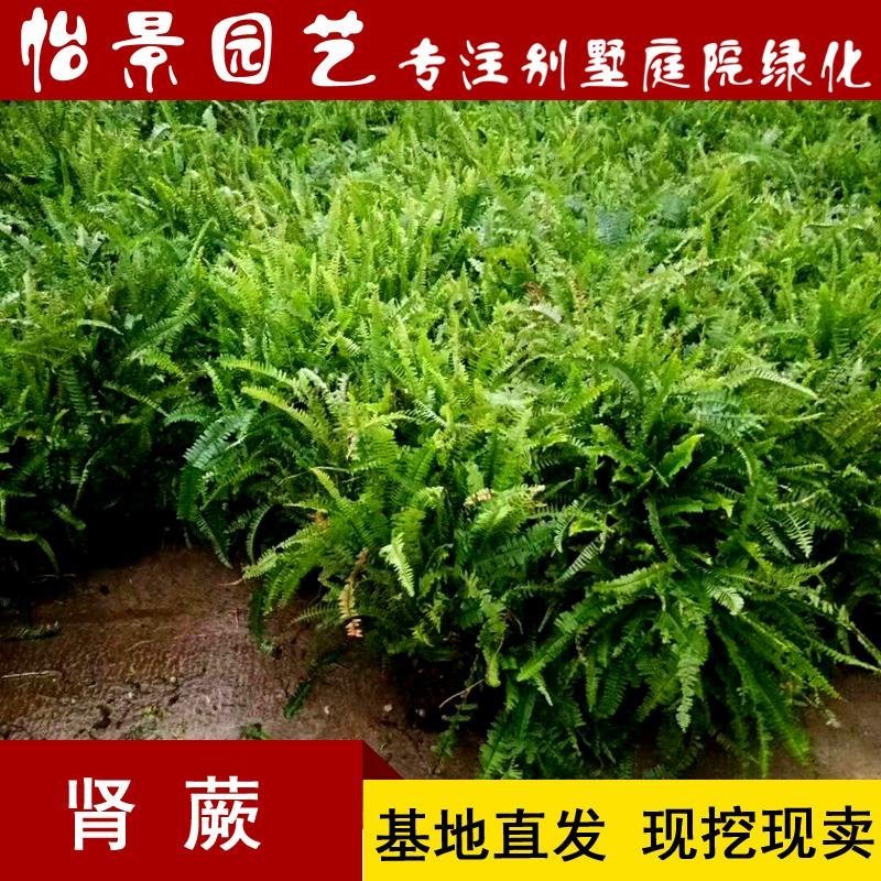 肾蕨小苗工程绿化苗木批发