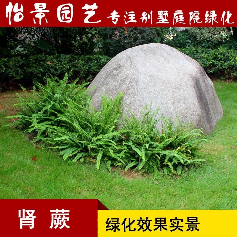 肾蕨小苗工程绿化苗木批发