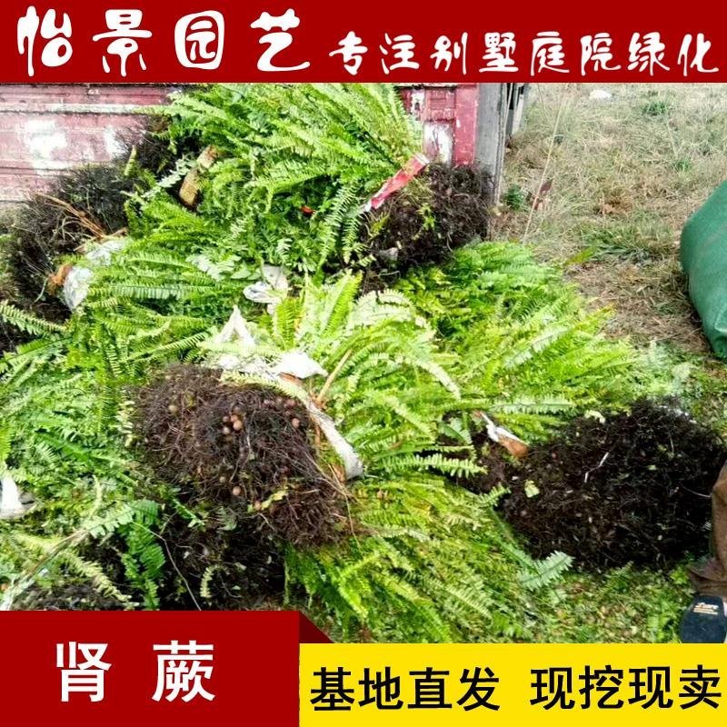 肾蕨小苗工程绿化苗木批发