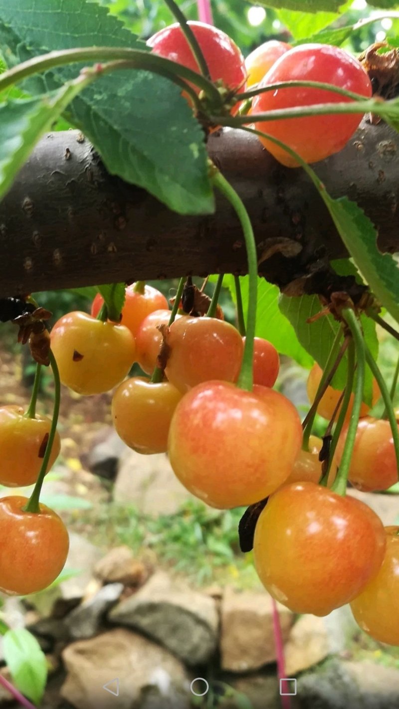 大樱桃高产种植嫁接修剪管理团队