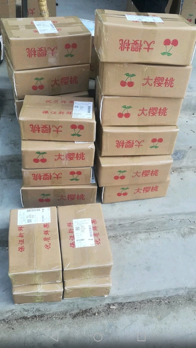 大樱桃高产种植嫁接修剪管理团队