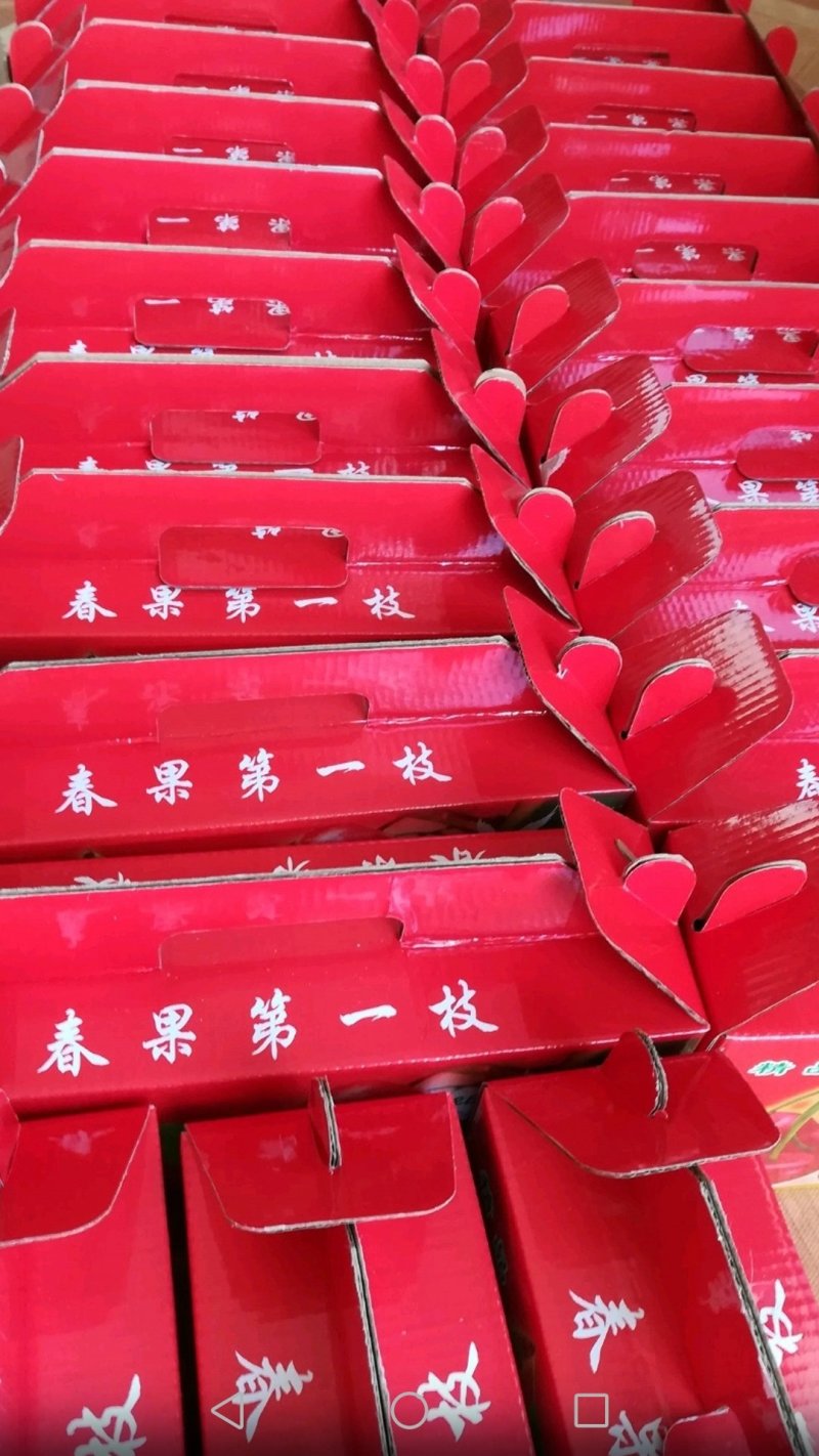 大樱桃高产种植嫁接修剪管理团队