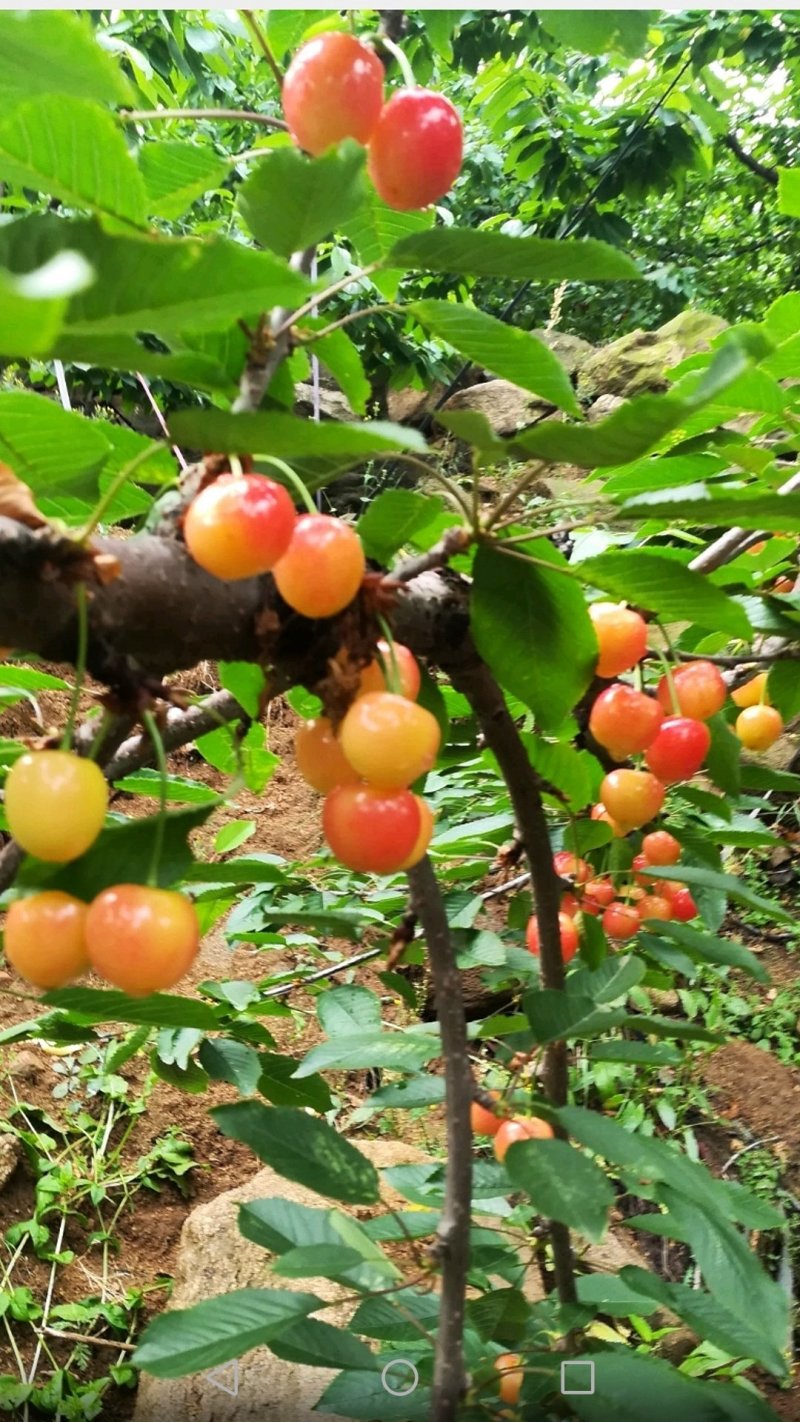 大樱桃高产种植嫁接修剪管理团队
