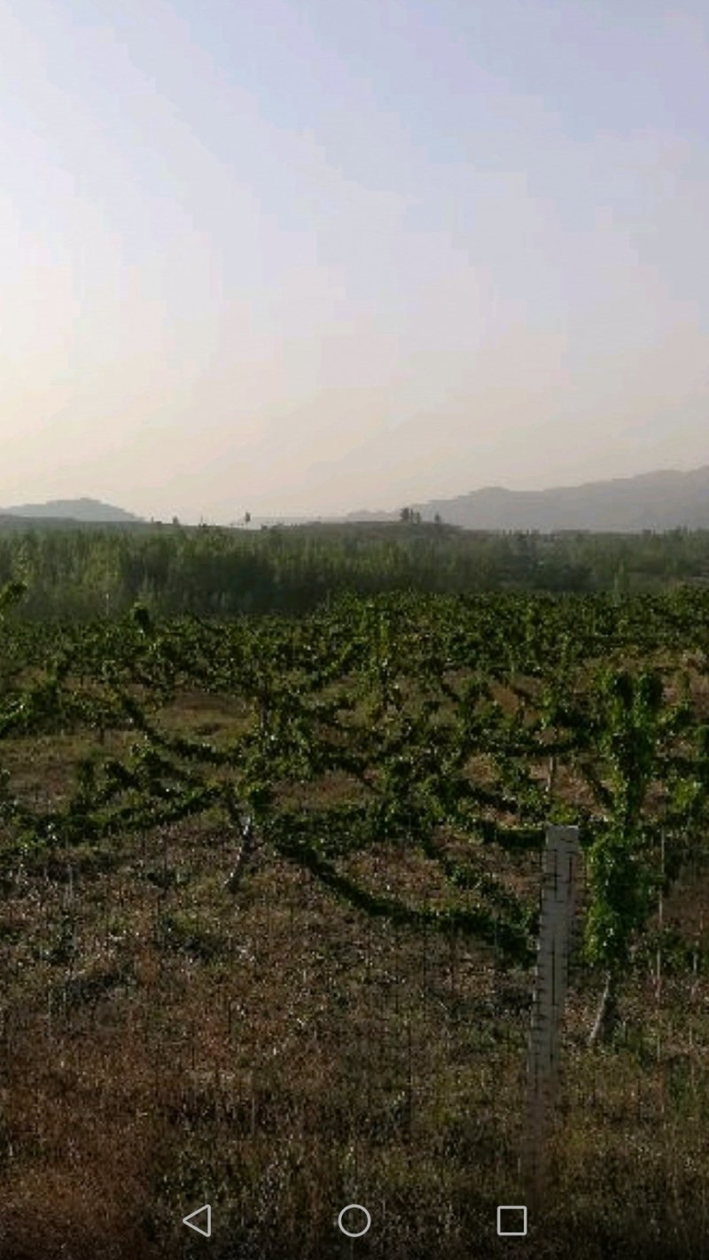 大樱桃高产种植嫁接修剪管理团队