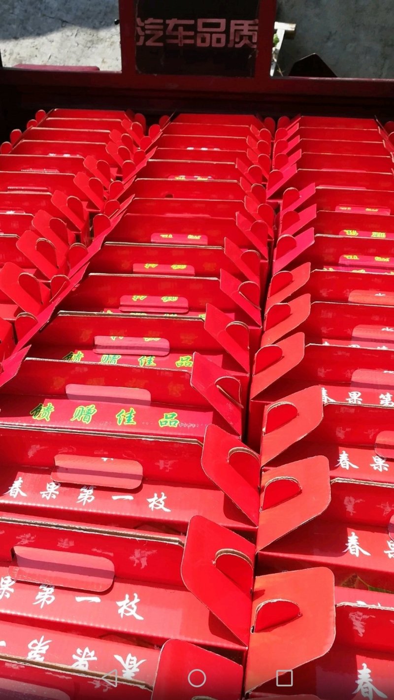 大樱桃高产种植嫁接修剪管理团队