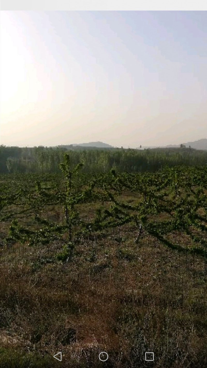 大樱桃高产种植嫁接修剪管理团队