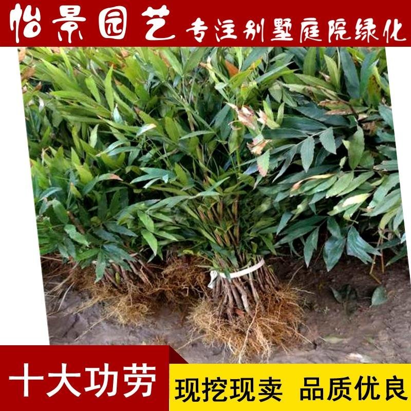 十大功劳苗山黄莲树苗批发庭院绿化树苗木园林绿化树苗