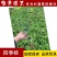 四季桂花树苗月月桂苗桂花树小苗庭院绿化园林绿化树苗木