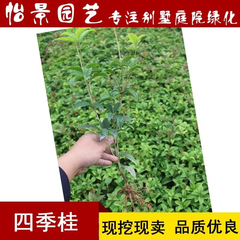 四季桂花树苗月月桂苗桂花树小苗庭院绿化园林绿化树苗木