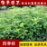 四季桂花树苗月月桂苗桂花树小苗庭院绿化园林绿化树苗木