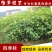 四季桂花树苗月月桂苗桂花树小苗庭院绿化园林绿化树苗木