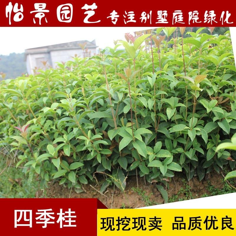 四季桂花树苗月月桂苗桂花树小苗庭院绿化园林绿化树苗木