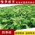 四季桂花树苗月月桂苗桂花树小苗庭院绿化园林绿化树苗木