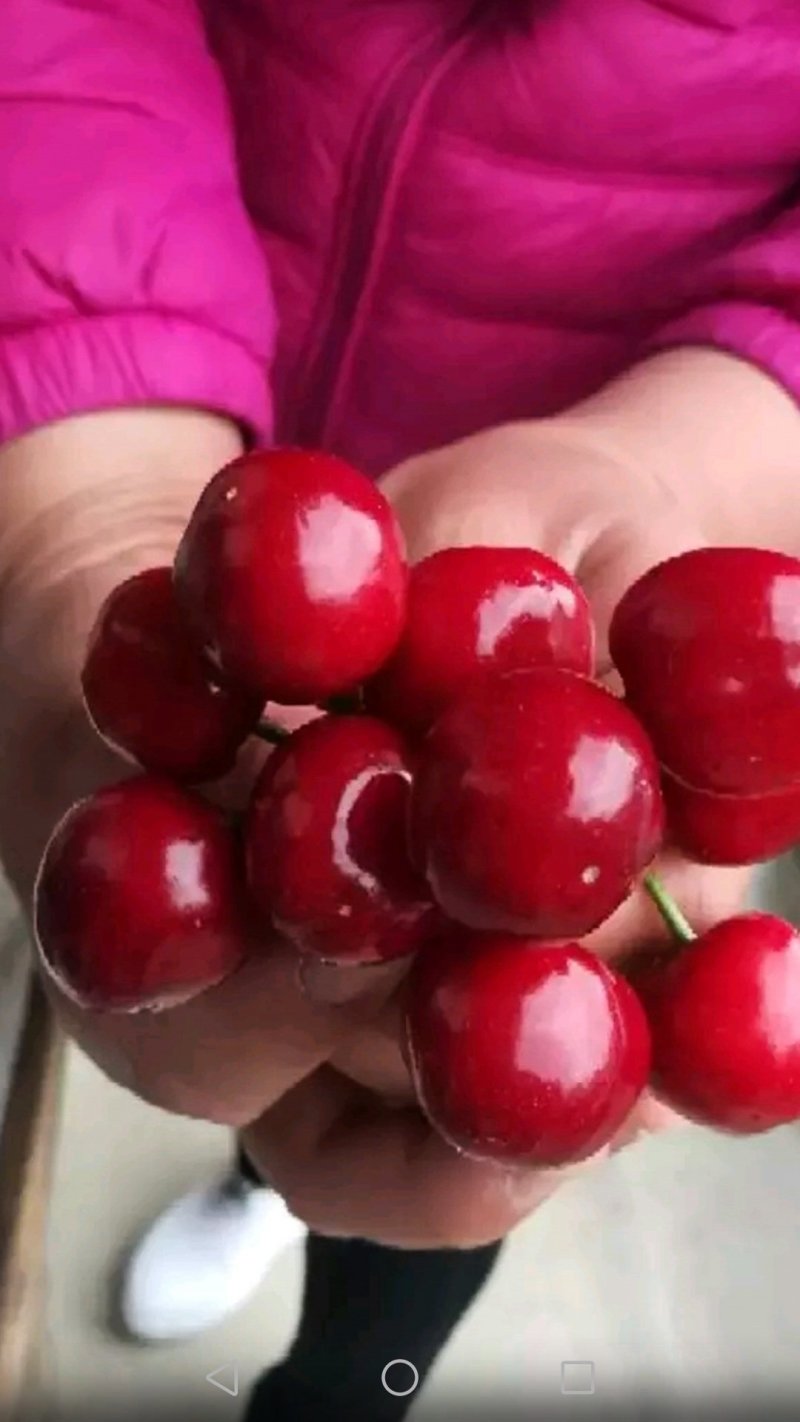 布鲁克斯樱桃（冰糖脆）