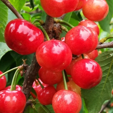 布鲁克斯樱桃（冰糖脆）