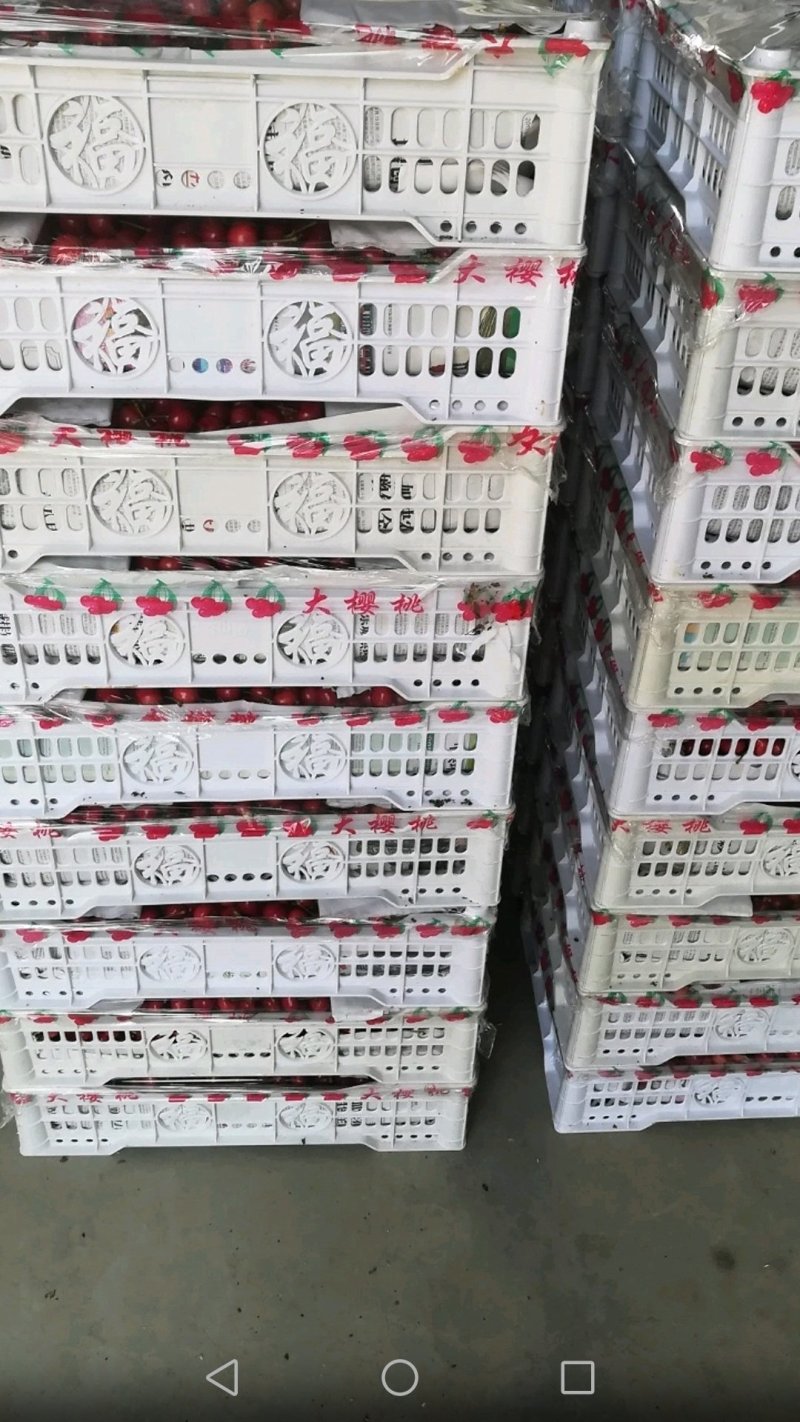 布鲁克斯樱桃（冰糖脆）