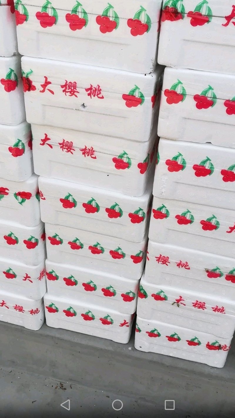 布鲁克斯樱桃（冰糖脆）