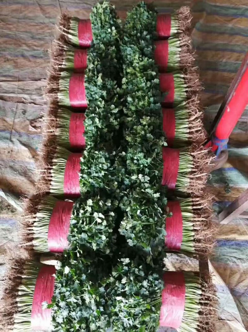 山东聊城铁杆青精品香菜，做工精细。产地直发。价格便宜。