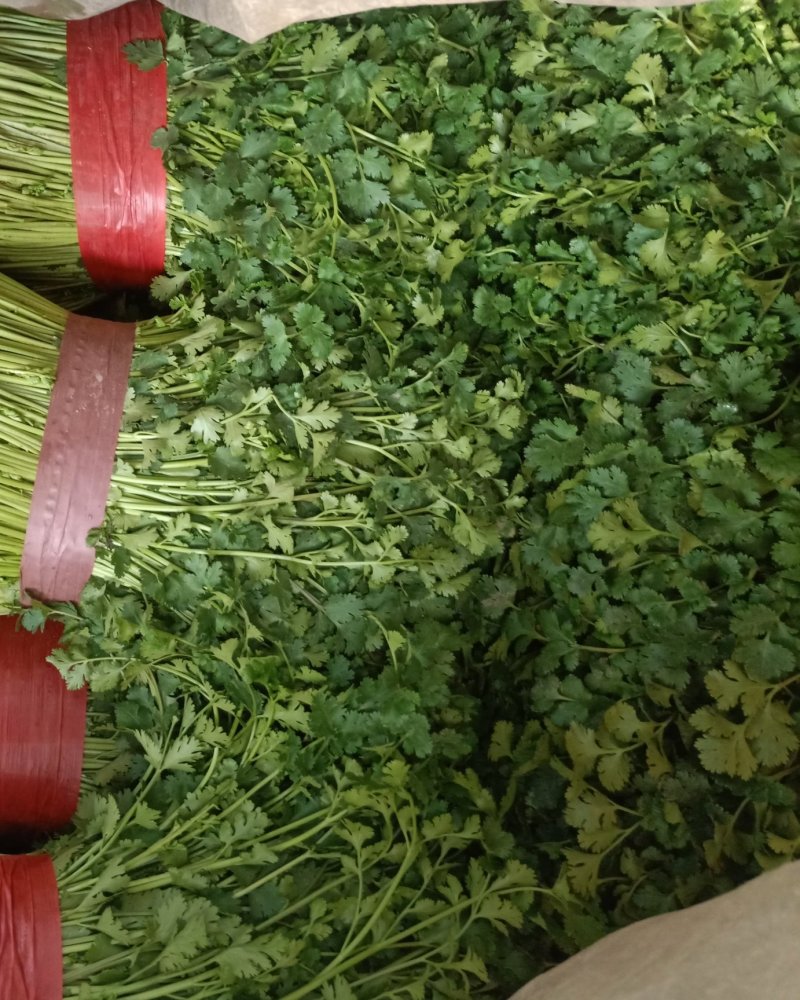 山东聊城铁杆青精品香菜，做工精细。产地直发。价格便宜。