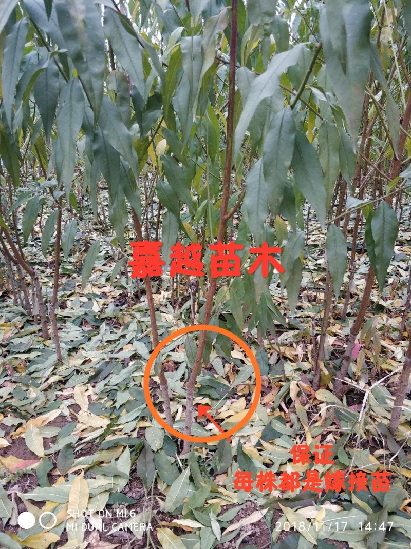 桃树苗大久保2年嫁接苗包成活现挖现卖