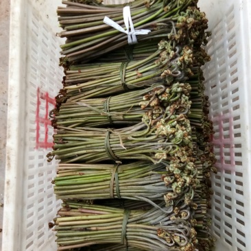 四川高山野菜，蕨菜，大量上市了，