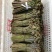 四川高山野菜，蕨菜，大量上市了，