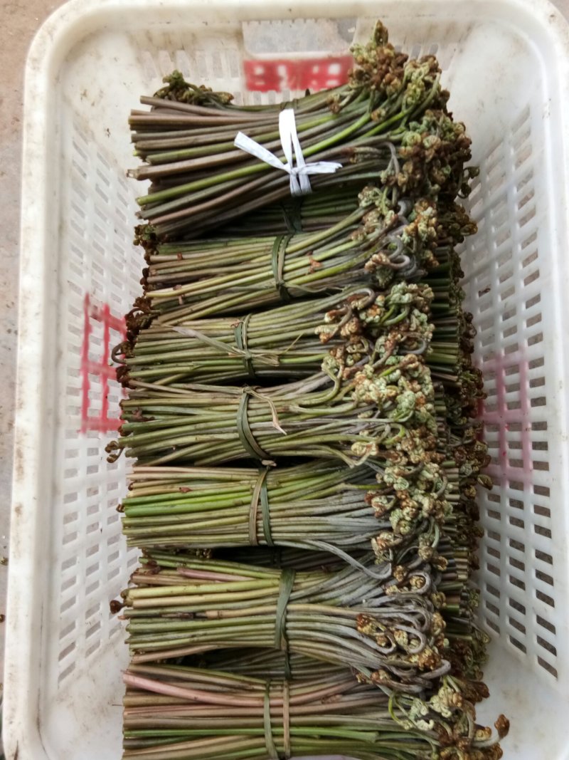 四川高山野菜，蕨菜，大量上市了，