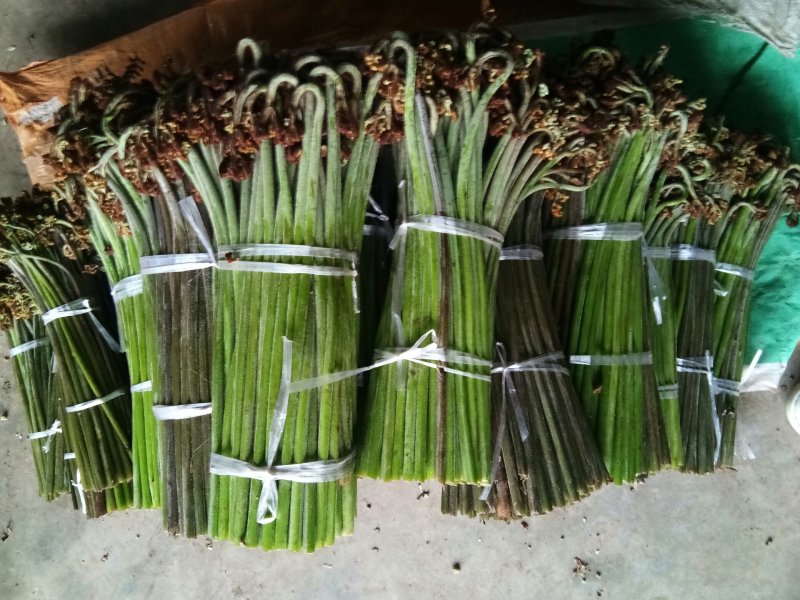 四川高山野菜，蕨菜，大量上市了，