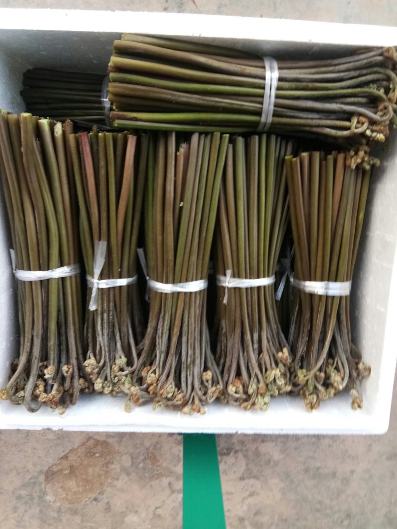 四川高山野菜，蕨菜，大量上市了，