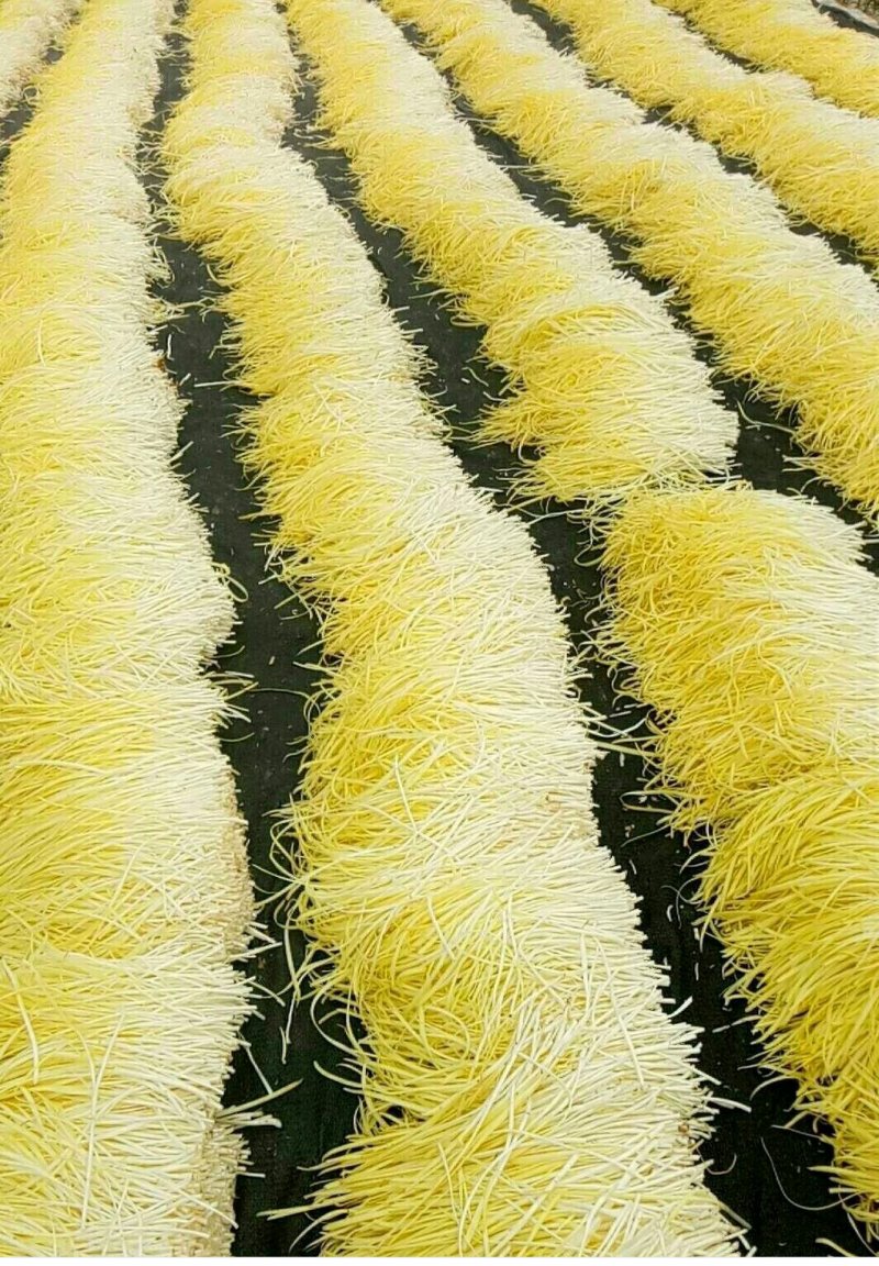 优质韭黄，色泽金黄，产地直供，量大从优，欢迎光临！
