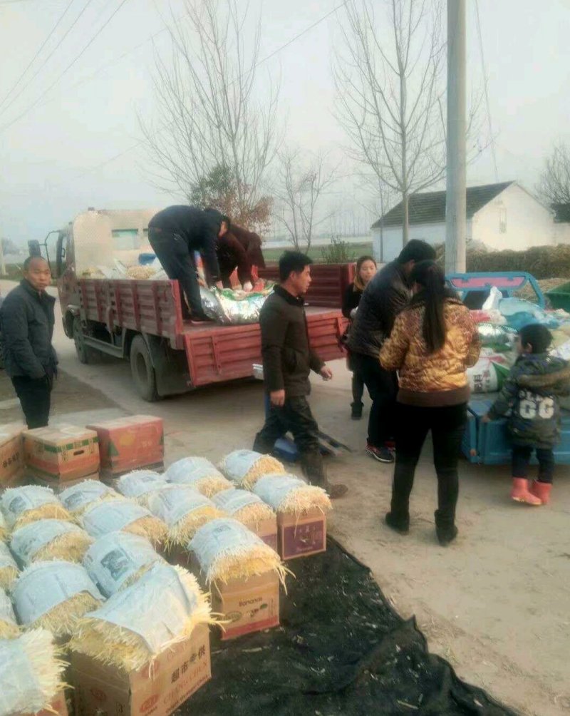 优质韭黄，色泽金黄，产地直供，量大从优，欢迎光临！