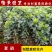 夏鹃夏娟杜鹃小苗杜鹃花盆栽园林绿化树苗庭院绿化苗木
