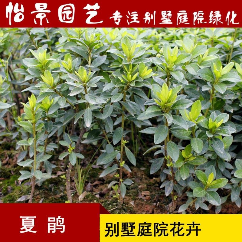 夏鹃夏娟杜鹃小苗杜鹃花盆栽园林绿化树苗庭院绿化苗木