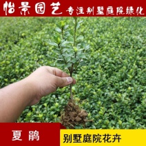 夏鹃夏娟杜鹃小苗杜鹃花盆栽园林绿化树苗庭院绿化苗木