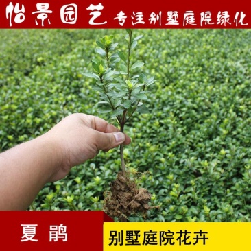 夏鹃夏娟杜鹃小苗杜鹃花盆栽园林绿化树苗庭院绿化苗木