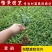 夏鹃夏娟杜鹃小苗杜鹃花盆栽园林绿化树苗庭院绿化苗木