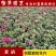 夏鹃夏娟杜鹃小苗杜鹃花盆栽园林绿化树苗庭院绿化苗木