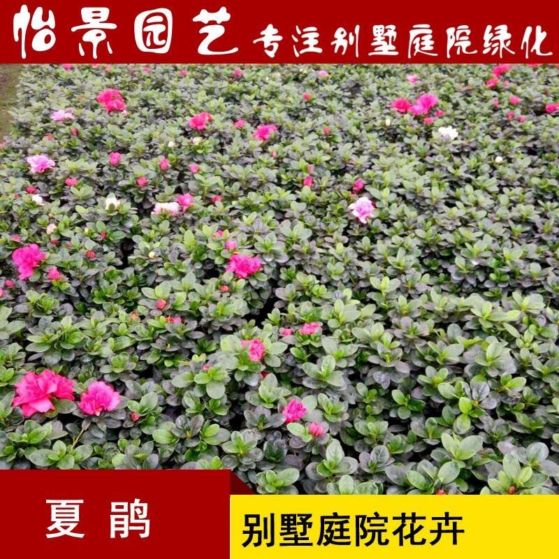 夏鹃夏娟杜鹃小苗杜鹃花盆栽园林绿化树苗庭院绿化苗木