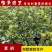夏鹃夏娟杜鹃小苗杜鹃花盆栽园林绿化树苗庭院绿化苗木