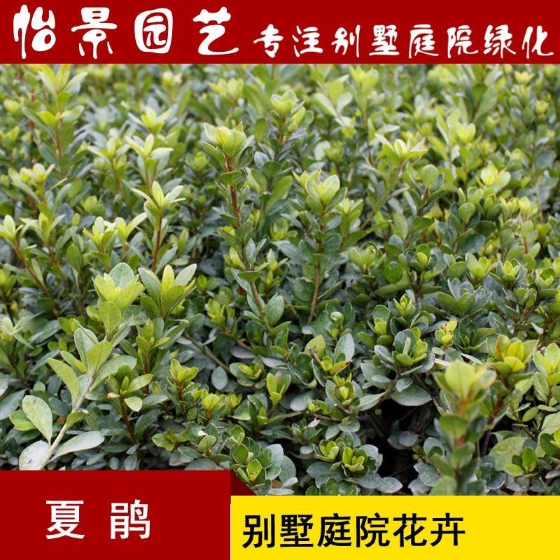 夏鹃夏娟杜鹃小苗杜鹃花盆栽园林绿化树苗庭院绿化苗木