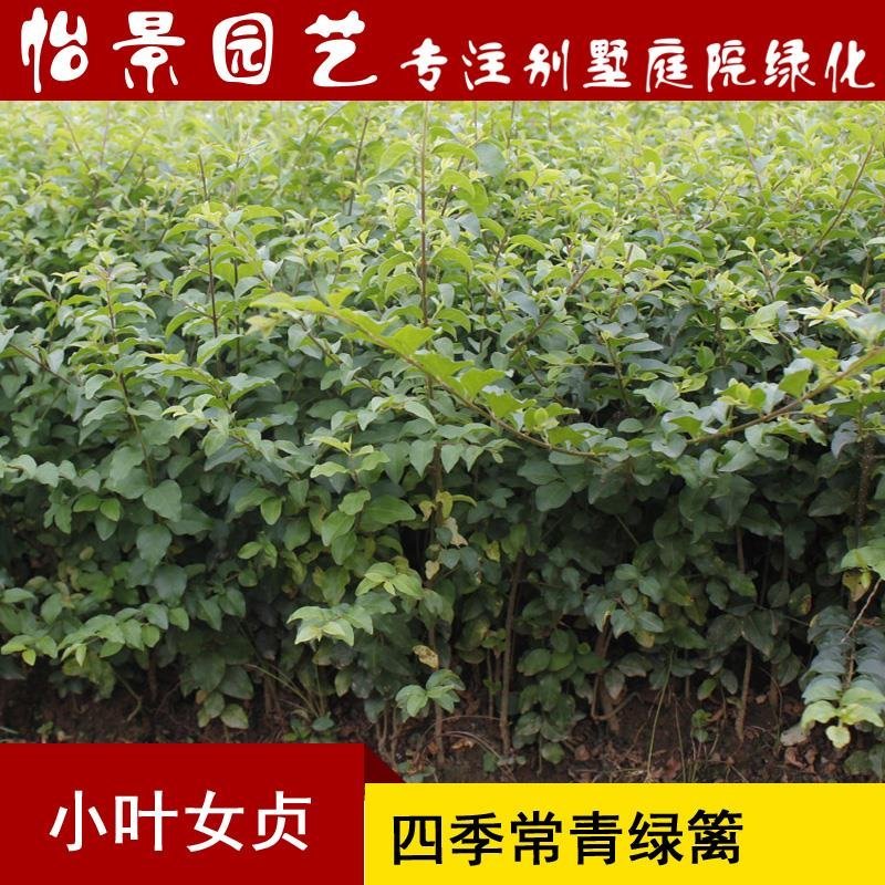 小叶女贞苗小叶女贞球水蜡树苗庭院绿化树苗园林绿化树苗