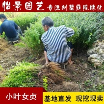 小叶女贞苗小叶女贞球水蜡树苗庭院绿化树苗园林绿化树苗