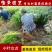 小叶女贞苗小叶女贞球水蜡树苗庭院绿化树苗园林绿化树苗