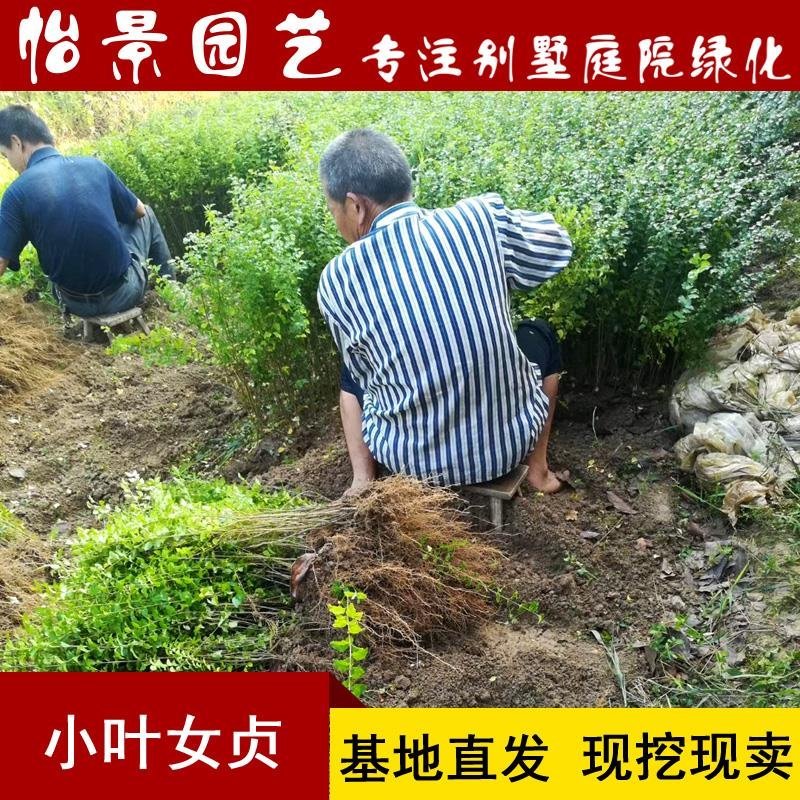 小叶女贞苗小叶女贞球水蜡树苗庭院绿化树苗园林绿化树苗