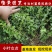 小叶女贞苗小叶女贞球水蜡树苗庭院绿化树苗园林绿化树苗