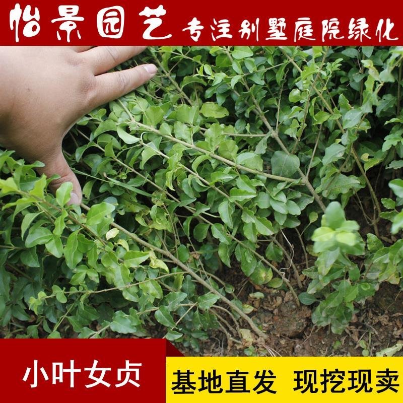 小叶女贞苗小叶女贞球水蜡树苗庭院绿化树苗园林绿化树苗